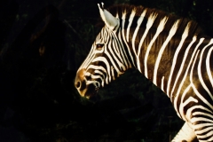 DSCN3561